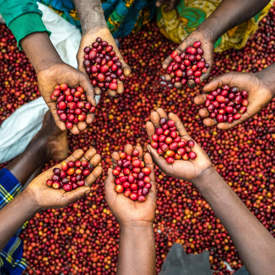 Why Snakebite Coffee Co Doesn’t Use Fairtrade – And Why That’s a Good Thing