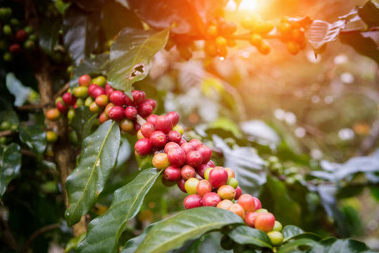 The History of Coffee: From Ancient Origins to Modern Culture
