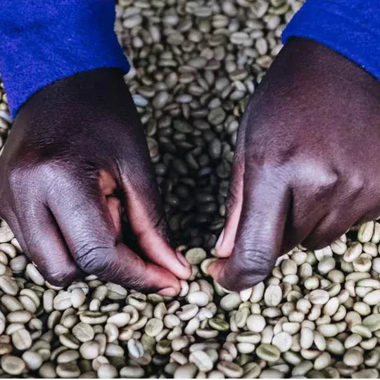 The Dark Side of Decaf: What They Don’t Tell You About How It’s Made